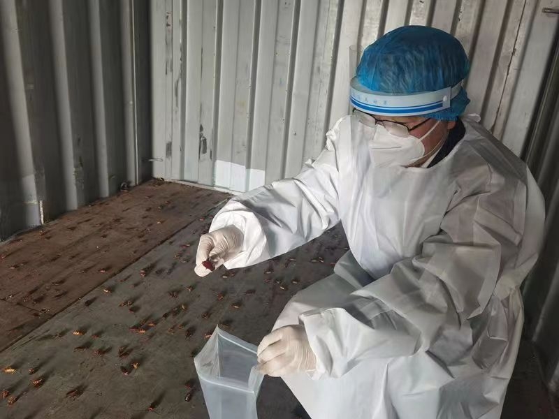 入境集装箱截获约2000只活体美洲大蠊